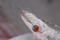 Aplocera plagiata