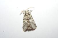 Drymonia ruficornis