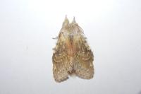 Stauropus fagi