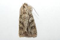 Xylocampa areola