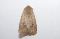 Orthosia cerasi