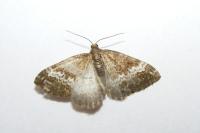 Perizoma alchemillata
