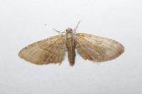 Eupithecia abbreviata