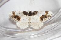 Ligdia adustata