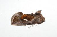 Macdunnoughia confusa