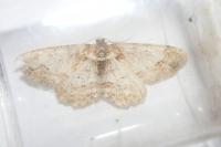 Paradarisa consonaria