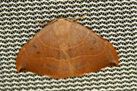 Watsonalla uncinula