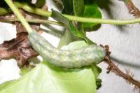 Euplexia lucipara