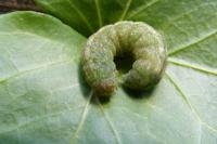Euplexia lucipara