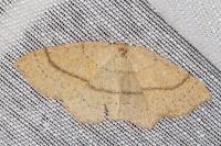 Cyclophora ruficiliaria