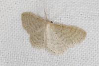 Idaea sylvestraria