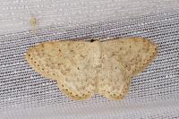 Scopula marginepunctata