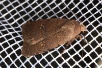 Caradrina flavirena