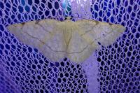 Stegania trimaculata