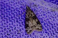 Eudonia delunella