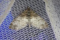 Lobophora halterata