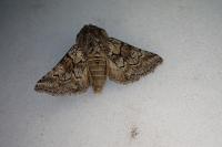 Cleonymia yvanii