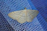 Idaea subsericeata