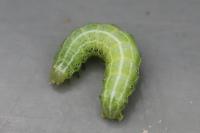 Cosmia affinis