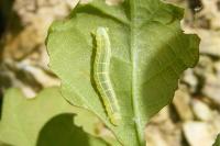 Operophtera brumata