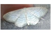 Idaea subsericeata