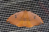 Watsonalla uncinula