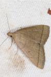 Herminia tarsipennalis