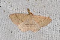 Cyclophora ruficiliaria