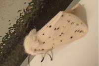 Spilosoma lubricipeda