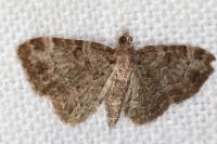Pasiphila chloerata