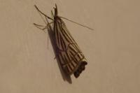 Chrysocramboides craterellus