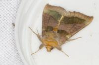 Diachrysia chrysitis