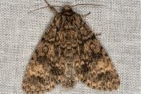 Acronicta megacephala