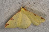 Opisthograptis luteolata