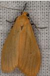 Wittia sororcula