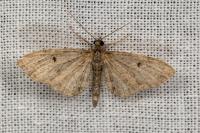 Eupithecia virgaureata