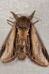 Pheosia tremula