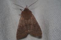 Orthosia cerasi