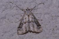 Parapoynx stratiotata