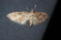 Eupithecia abbreviata