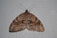 Trichopteryx polycommata