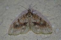Trichopteryx polycommata