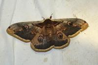 Saturnia pyri