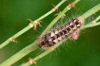 Acronicta rumicis