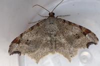 Macaria alternata