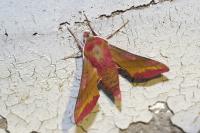 Deilephila porcellus