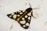 Arctia villica