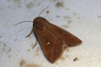 Mythimna albipuncta