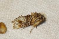 Amephana anarrhini