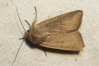 Mythimna sicula/alopecuri